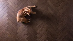 "An aerial view of a fawn French Bulldog resting comfortably on a dark, textured hardwood flooring in a herringbone pattern, with dramatic side lighting that highlights the wood grain and the dog's form.