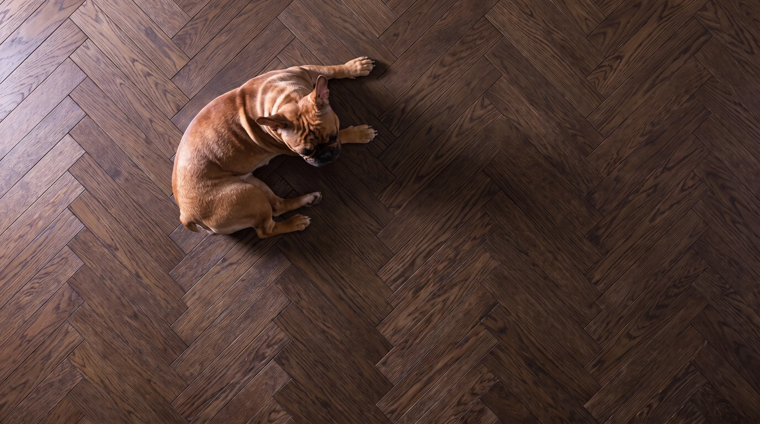 "An aerial view of a fawn French Bulldog resting comfortably on a dark, textured hardwood flooring in a herringbone pattern, with dramatic side lighting that highlights the wood grain and the dog's form.